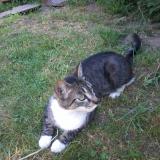 Picture of cat lost at Le Mans