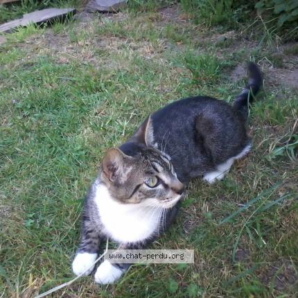 Photo 1/1 PEPSY Chat lost in Le mans