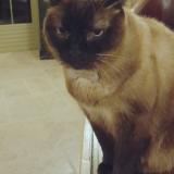 Picture of cat lost at Marzy