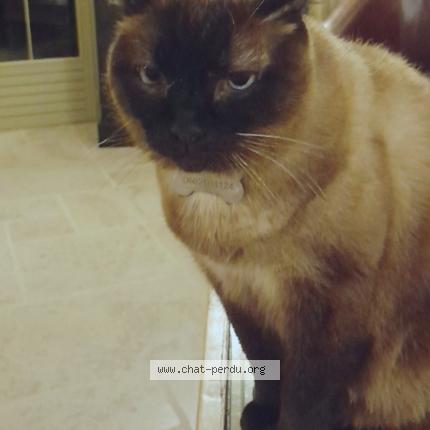 Photo 1/1 ICARE Chat lost in Marzy