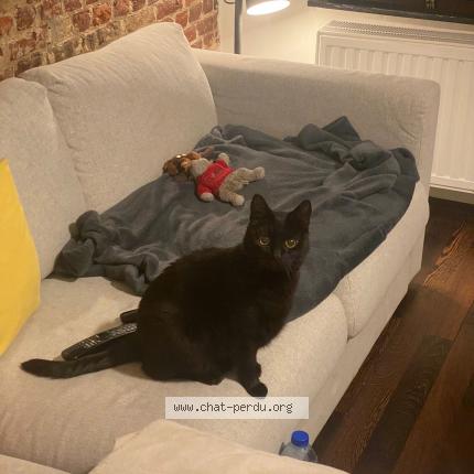 Foto van vermiste kat in Bruxelles