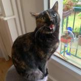 Picture of cat lost at Maisons Laffitte