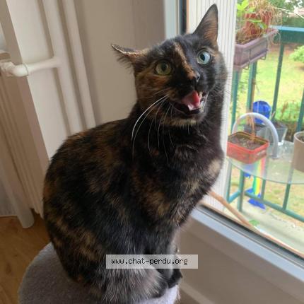 Photo 1/3 Mizie Chat lost in Maisons laffitte