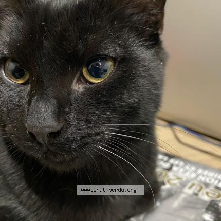 Foto 1/1 Kat teruggevonden Vermist in Ans