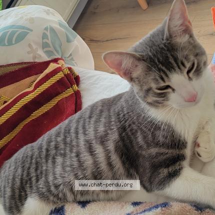 Foto 2/2 Kat teruggevonden Vermist in Anvers