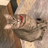 Picture of cat lost at Lausanne