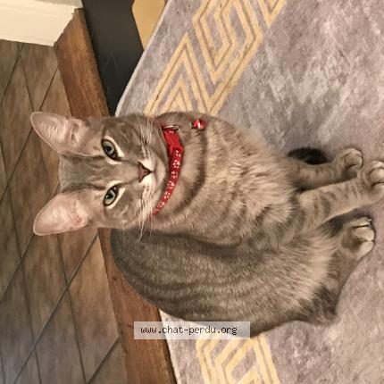 Photo 1/1 Luax Chat lost in Lausanne