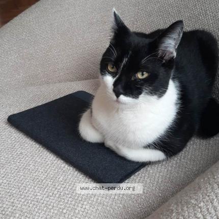 Foto 1/1 Kat teruggevonden Vermist in Hyon
