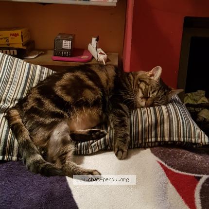Foto van vermiste kat in Woluwe Saint Pierre