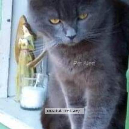 Foto einer verlorenen Katze in Sion