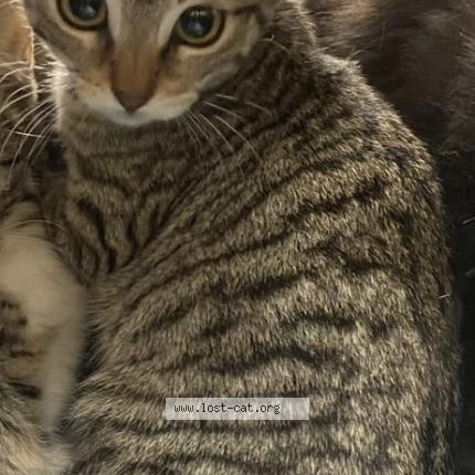 Photo 1/1 Reunited cat Lost in Conway