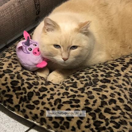 Foto 1/1 Kat teruggevonden Vermist in Retinne Fleron