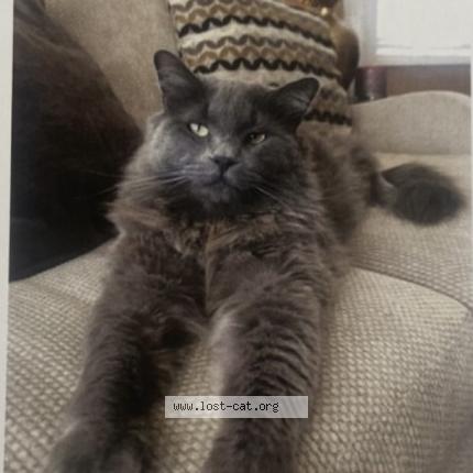 Photo 1/1 Reunited cat Lost in Buena Park