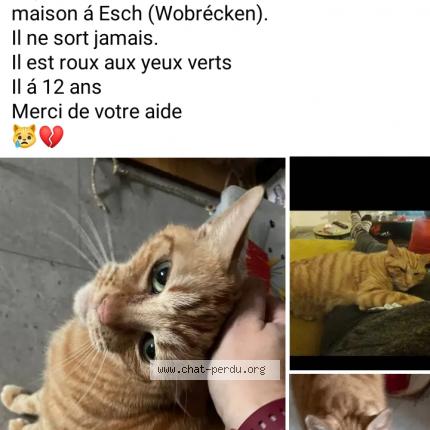 Foto einer verlorenen Katze in Esch Sur Alzette