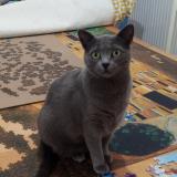 Picture of cat lost at Noisy Le Grand