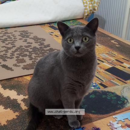 Photo 1/1 Cat reunited Lost in Noisy le grand