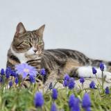 Picture of cat lost at Rainvillers