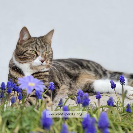 Photo 1/1 Zako Chat lost in Rainvillers