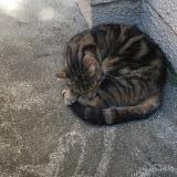 Picture of cat lost at Billere