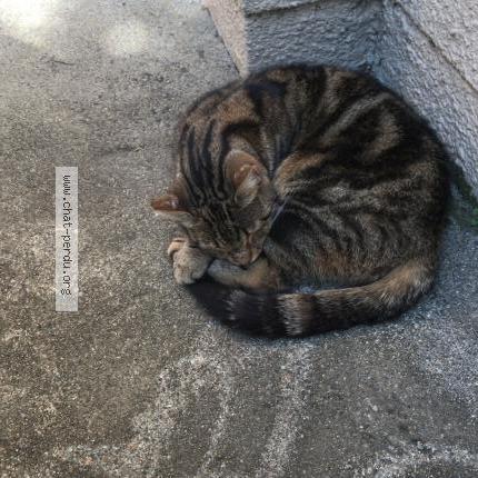 Photo 1/1 Mulan Chat lost in Billere