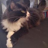 Picture of cat lost at Meaux