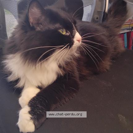 Photo 1/1 Panda Chat lost in Meaux