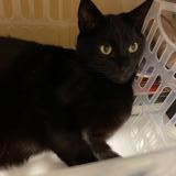 Picture of cat lost at Vandoeuvre Les Nancy