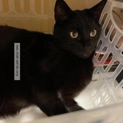 Photo 1/1 Pompon Chat lost in Vandoeuvre les nancy