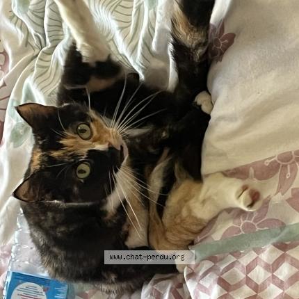 Foto van vermiste kat in Jemeppe Sur Meuse