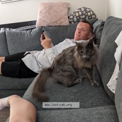 Photo 1/1 Cat reunited Lost in Edmonton