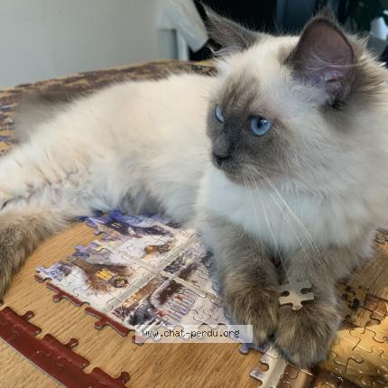 Foto 1/1 Kat teruggevonden Vermist in Uccle