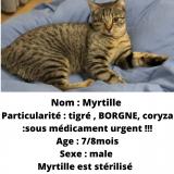 Picture of cat lost at Halluin