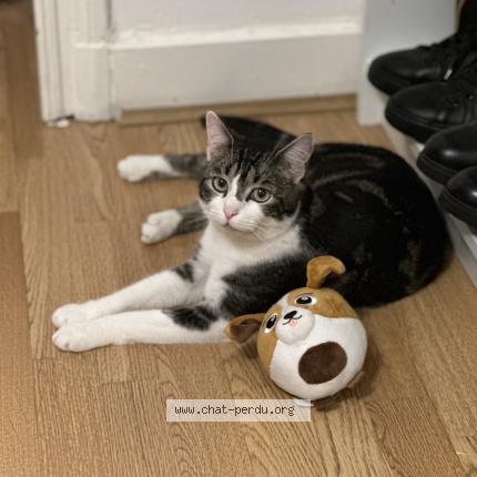 Foto van vermiste kat in Bruxelles
