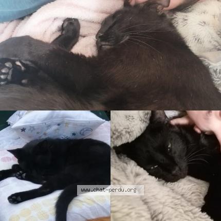 Photo 1/1 Cat reunited Lost in Drancy