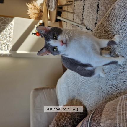 Foto van vermiste kat in Verviers