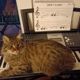 Picture of cat lost at Saint Laurent De Mure