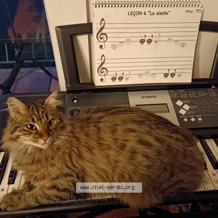 Photo 1/1 Snickers Chat lost in Saint laurent de mure