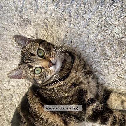 Foto 1/1 Kat teruggevonden Vermist in Auderghem