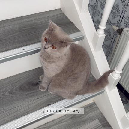 Foto 1/1 Kat teruggevonden Vermist in Bruxelles