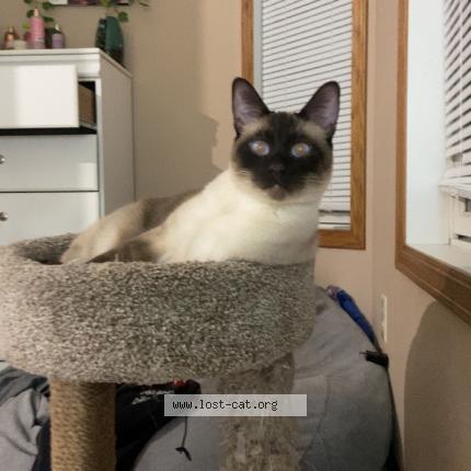 Photo 1/1 Reunited cat Lost in Peru Il