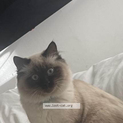 Photo 1/1 Cat reunited Lost in Victoria
