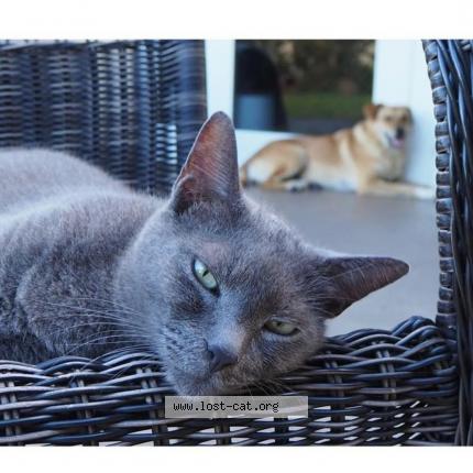 Picture of cat lost at Cutler Bay