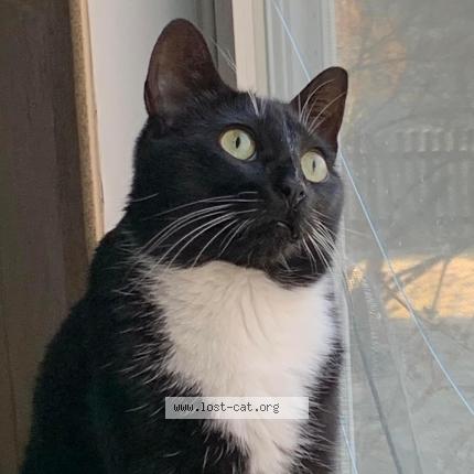 Photo 1/1 Reunited cat Lost in Grayslake