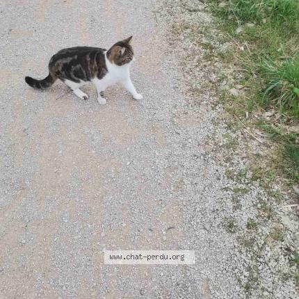 Foto einer verlorenen Katze in Meyrin