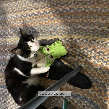 Photo 1/1 Reunited cat Lost in Taneytown