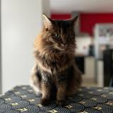 Picture of cat lost at Ballan Mire