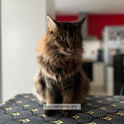 Photo 1/1 SACHA Chat lost in Ballan mire