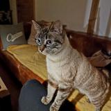 Picture of cat lost at Montfort Le Gesnois