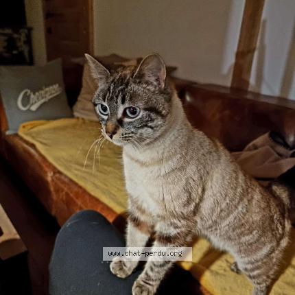 Photo 1/1 Rachel Chat lost in Montfort le gesnois