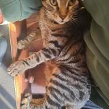 Picture of cat lost at Colombes